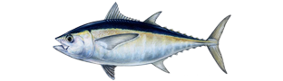 Blackfin Tuna illustration