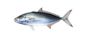 Amberjack illustration