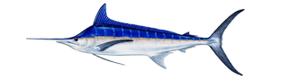 Blue Marlin illustration