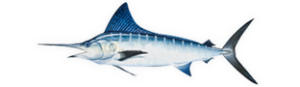 Blue Marlin illustration