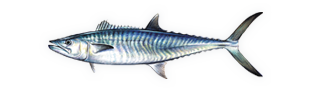 King Mackerel (Kingfish) illustration
