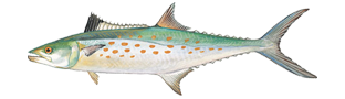 Spanish Mackerel illustration