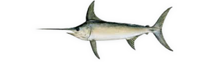 Swordfish illustration
