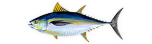 Captain Arthur catches Yellowfin Tuna (illustration of yellowfin tuna)