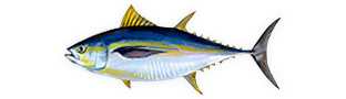 Yellwfin Tuna illustration