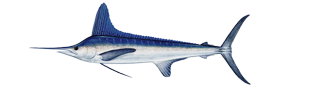 White Marlin illustration