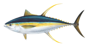 Yellowfin Tuna illustration