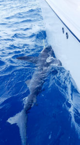 Bull Shark in the water next to a boat.